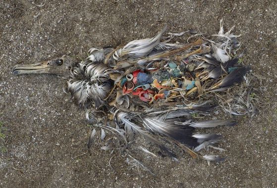 blogs/Terre/albatros-plastique-mort.jpg